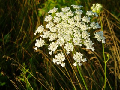 Beautiful Flowers biology bloom photo