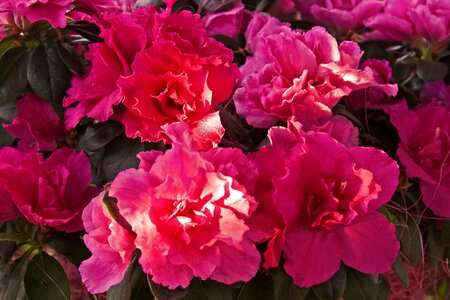 Flower plant green