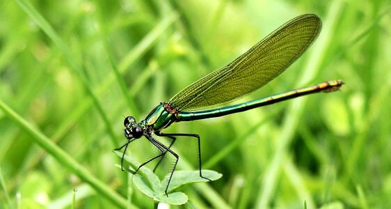 Animal arthropod beautiful photo