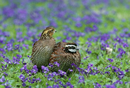 Northern quail birds