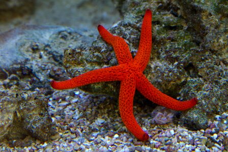 Sea ocean red