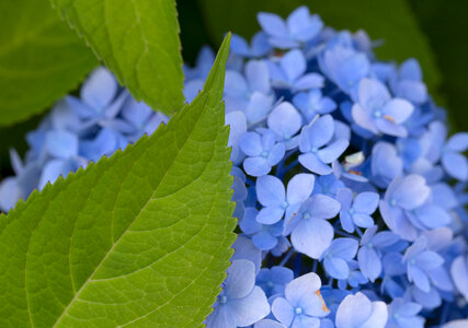 Blue Flowers Free Photo