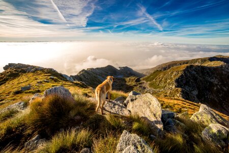 Dog in mountains photo