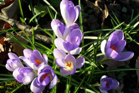 Flowers spring signs of spring