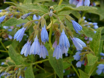 Symphytum asperum caucasus feverfew raublattgewächs