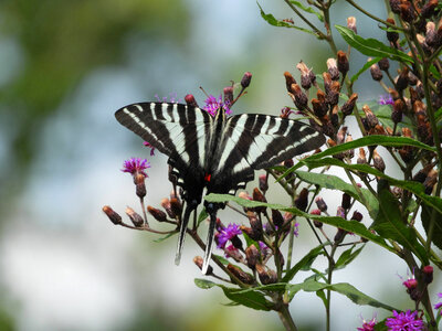 Zebra swallowtail