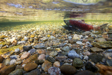Sockeye salmon-1 photo