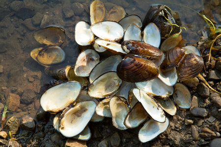 Freshwater mussel shells photo