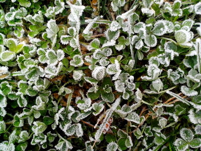 Evergreen frost frosty photo