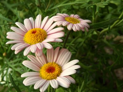 Beautiful beautiful flowers beautiful photo