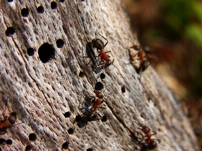 Red wood ant formica rufa forest