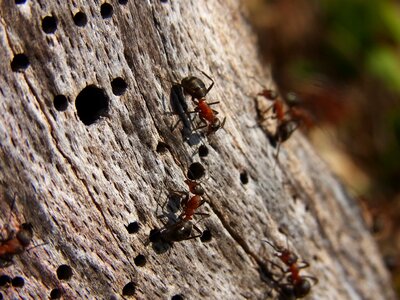 Red wood ant formica rufa forest photo