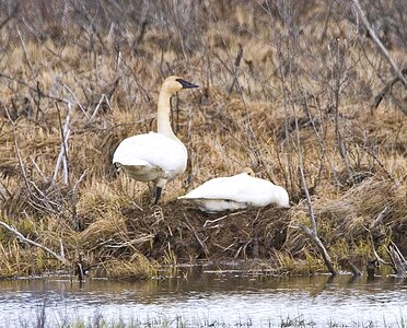 Lake nest trumpeter