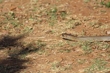Animal fauna poison