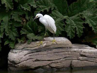 Egret Egretta thula rock