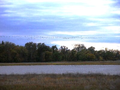 Flight geese marsh