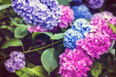 Bloom colorful flora