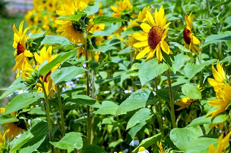 Agriculture beautiful flowers bloom