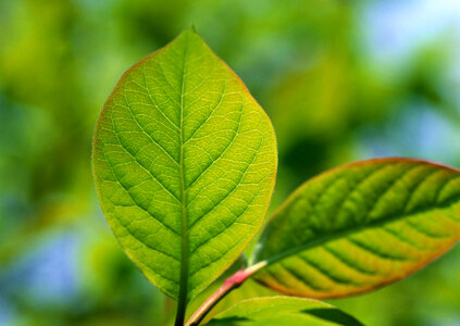 Green leaf photo