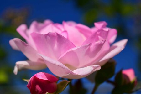 Beautiful Flowers bloom blooming