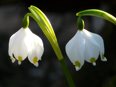 Bloom flower spring photo