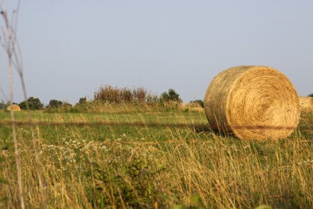 Meadow countryside agriculture photo