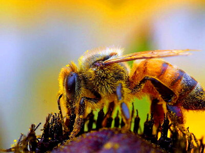 Beautiful Photo bee bug