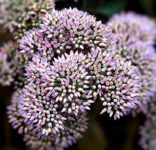 Flower buds floral summer