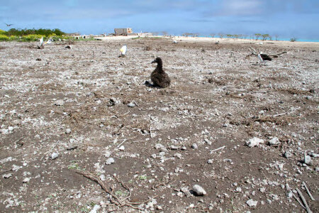Short-tailed Albatross chick displaced but survives photo