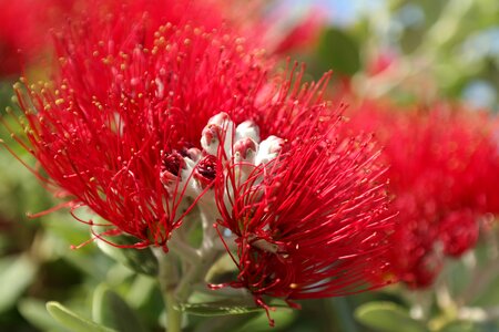 Flowers ironwood tree christmas photo