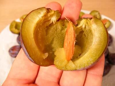 Fruit raw seed