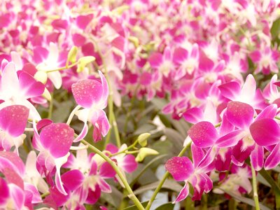 Beautiful beautiful flowers bloom