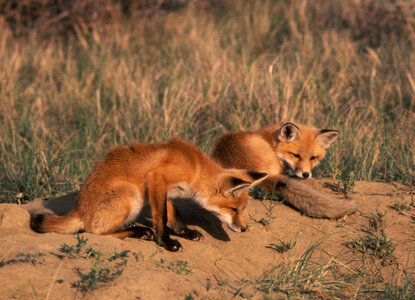 Red fox pups photo