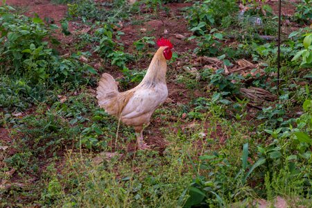 Animal chicken poultry photo