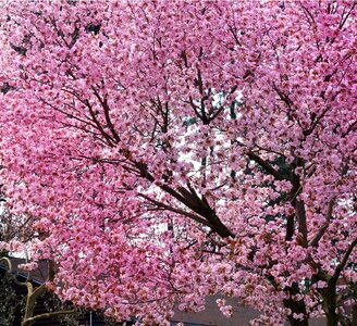 Flowers tree blossoms