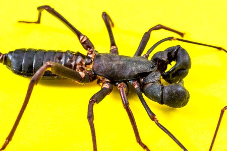 Uropygi insect close up