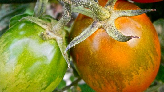 Vegetable nature vegetables