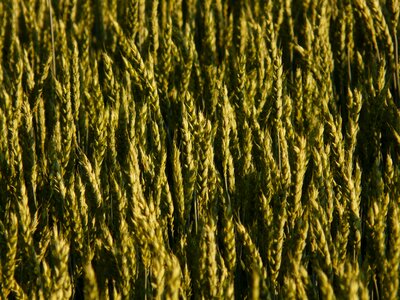 Spike cereals grain