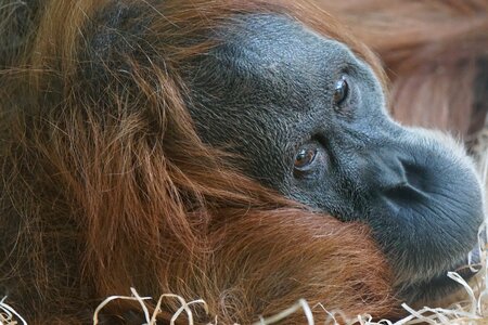 Ape orang-utan sumatra photo