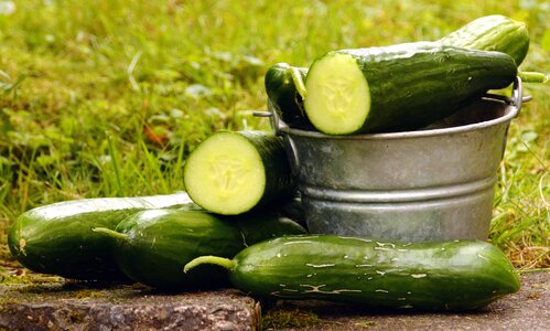 Bucket cucumber diet