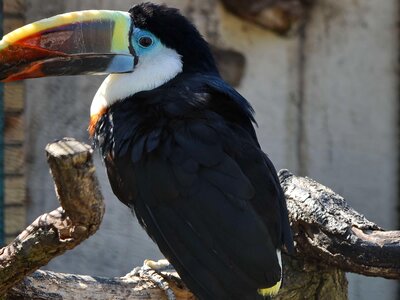 Side View toucan wild photo