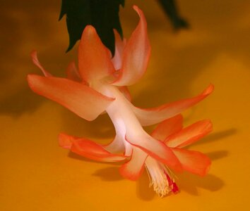 Beautiful Flowers blooming blossom