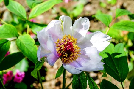 Beautiful Flowers bloom blooming photo