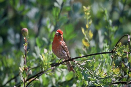 Fringillidae Haemorhous mexicanus home photo