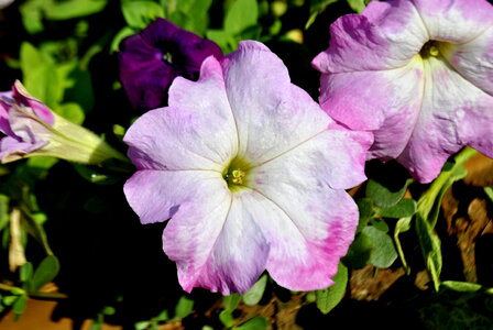 Pink Flower photo