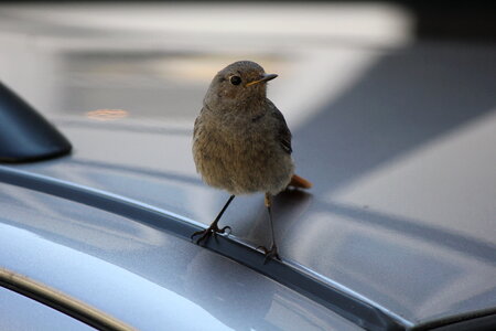 Sparrow on a car
