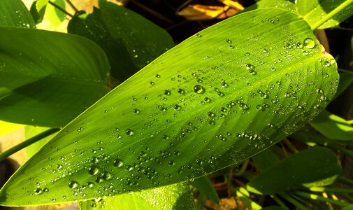 Leaf green drop of water photo