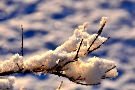 Branch snowy winter mood photo