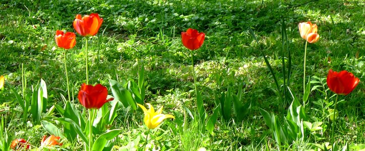 Flowering garden grass