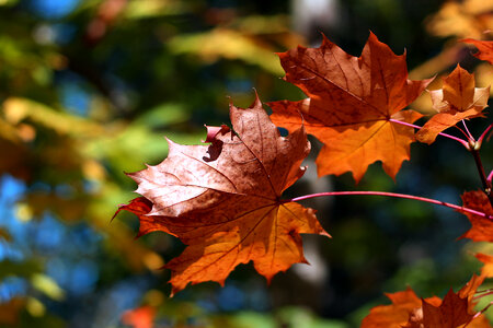 Autumn Colours photo